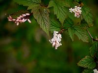 neillia_sinensis