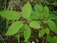 neoshirakia_japonica