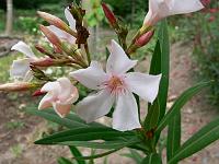 nerium_oleander_-_nerie