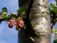 nothofagus_antarctica