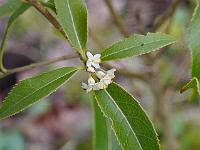 osmanthus_serrulatus