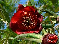 paeonia_delavayi