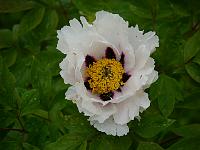 paeonia_rockii