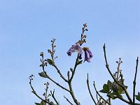 paulownia