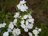 philadelphus_frosty_morn