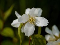 philadelphus_mont_blanc