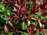 photinia-fraseri