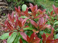 photinia_red-robin