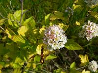 physocarpus_opulifolius_luteus