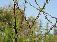 plagianthus_divaricatus