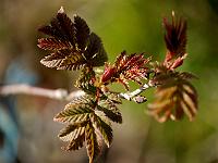 platycarya_strobilacea