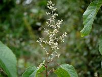 poliothyrsis_sinensis