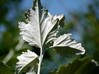 populus_alba