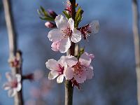 prunus_amygdalis