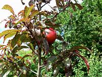 prunus_ceracifera_'atropurpurea'