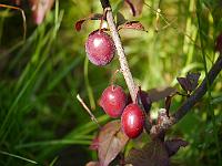 prunus_ceracifera_hollywood