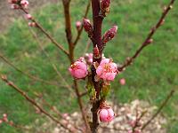 2009-04-14_07-33-40_0067