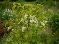 pterostyrax_hispida