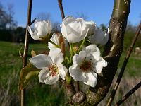 pyrus_pyrifolia_kosui