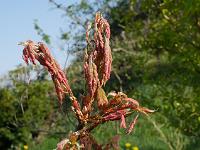 quercus_coccinea