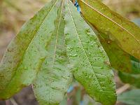 quercus_imbricaria