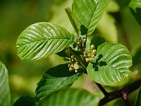 rhamnus_purshiana