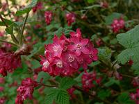 ribes_sanguineum