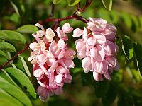 robinia_viscosa