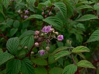 rubus_cockburnianus