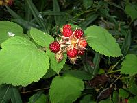 rubus_phoenicolasius_-_vinbrombaer