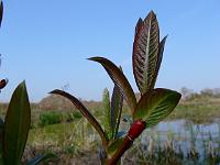 salix_fargesii