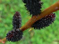 2010-04-06_07-51-18_0046