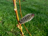 2010-04-20_07-38-18_0017