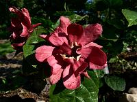 sinocalycalycanthus_raulstonii_hartlage_wine