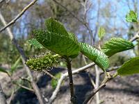 sinowilsonia-henryi