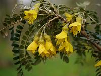 sophora_microphylla_sun_king