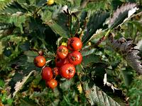 sorbus_aria_lutescens