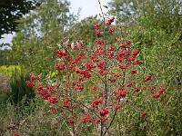 sorbus_aucuparia