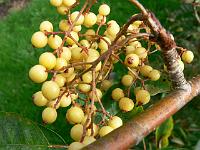 sorbus_joseph_rock