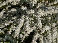 spiraea_cinerea_grefsheim