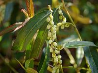 stachyurus_salicifolius