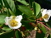 stewartia-monadelpha.jpg