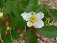 stewartia_monadelpha.jpg