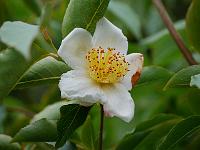 stewartia_sinensis