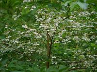 styrax_japonicus_fargesii