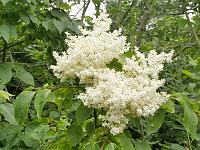 syringa_reticulata