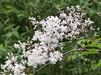 syringa_tigerstedtii