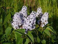 syringa_vulgaris