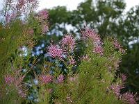 tamarix_ramosissima_pink_cascade