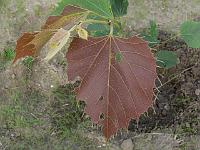 2009-09-09_09-17-16_0056